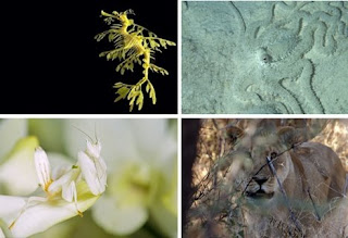 Examples of Camouflage Animal 