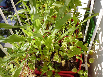 Container Garden Beans