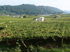 dapingding passion fruit farm