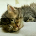 Gambar Hewan Kucing Rway Collection