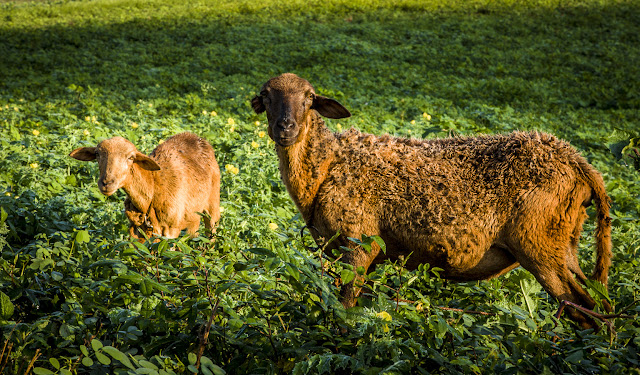 2 brown cuban sheep in Viñale,