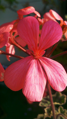 Pink begonia close up.