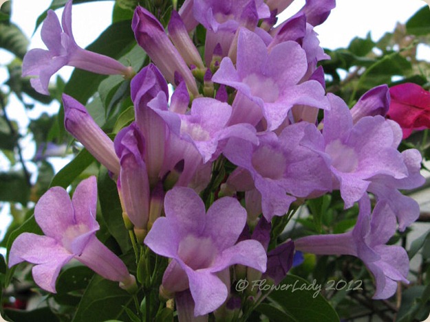 05-19-thunbergia2