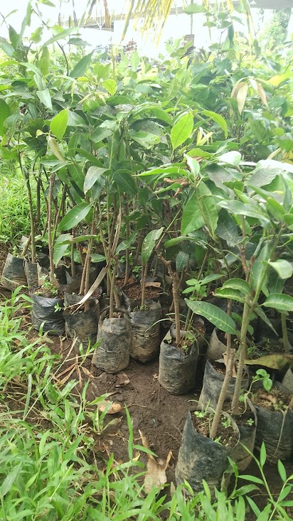 bibit mangga arumanis pusat tanaman terlengkap Sumatra Barat