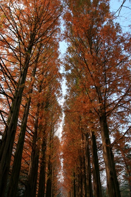 Trees on Nami island