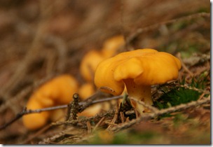 DSC07508
