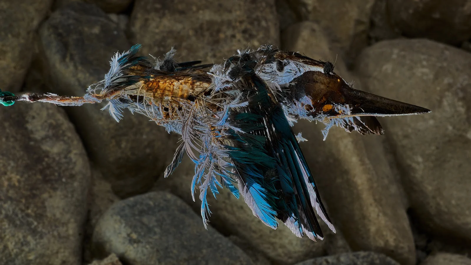 This Kingfisher died because of human arrogance and stupidity. 