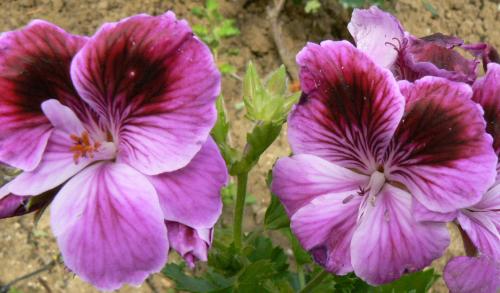 violet3