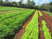 Rows of lettuces and mint at the organic farm