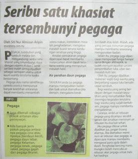 Tanaman Hidrokultur: Pegaga: Centella Asiatica