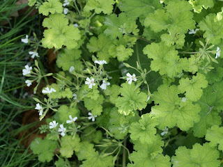 Pélargonium odorant - Géranium odorant - Pelargonium odoratissimum