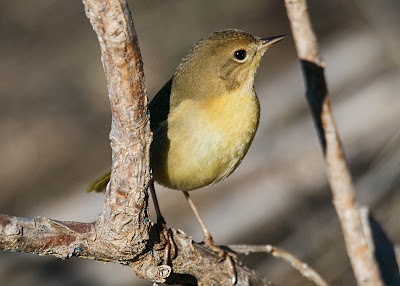 Common Yellowthroat