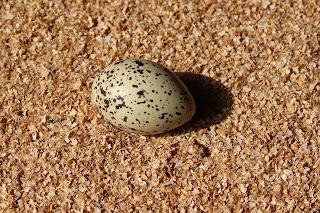 Strânljip - Scholekster - Haematopus ostralegus