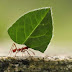  Leaf cutter ant's are Natures' Gardener