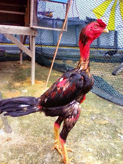  Gambar  Amazing Ayam  Jenis Ganoi Berasal Negara Vietnam 