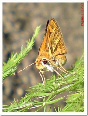 Kupu-Kupu Skipper Taractrocera archias