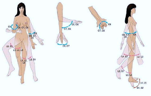 dermatome myotome area jari tangan dan siku