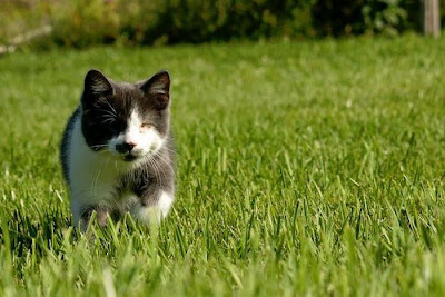 A Blind Kitty Jack