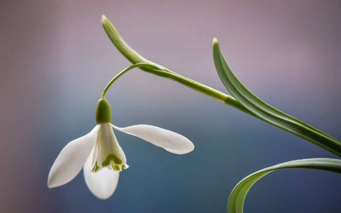 Flor-snowdrop-e-usada-como-ornamental-medicinal-e-na-culinaria-alem-de-representar-esperanca-e-renovacao