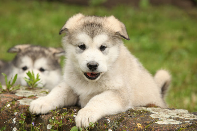 Two cute Malamute puppies play and climb on a wall