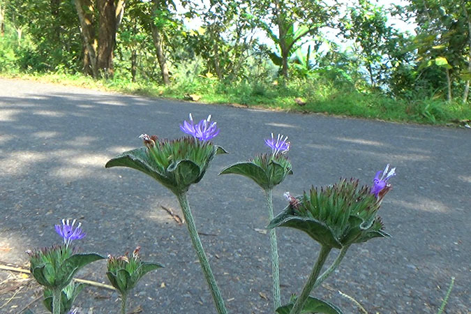 Dlium Elephants foot (Elephantopus scaber)