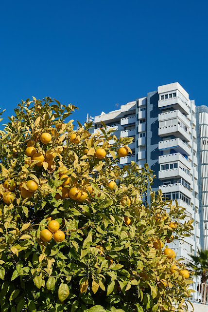 drzewka pomarańczowe Malaga, Costa del Sol