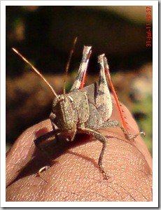 brown grasshopper with red tibia