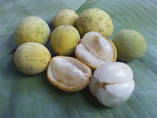 Health Benefits Duku  Fruit for Health Daily Health 