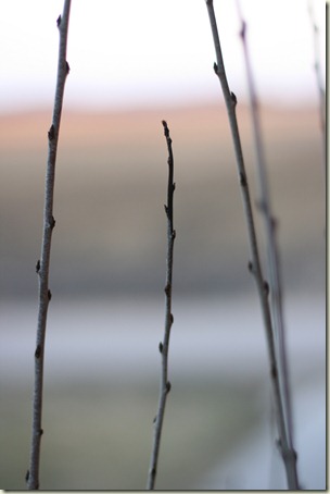 Branches