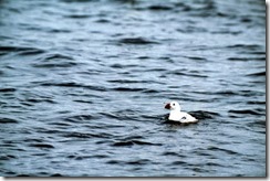 bayoffundy.ca-SEABIRDS 40 Good reasons to protect the Bay of Fundy.pdf - Adobe Acrobat Professio