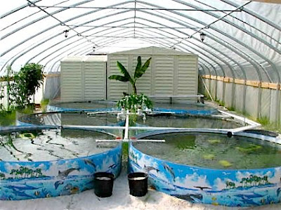 Fish Farming | Profitable Agriculture Business Idea