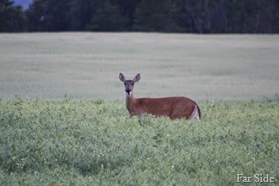 Deer what do you want