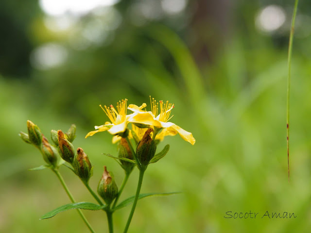 Hypericum erectum