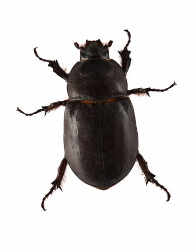 KUMBANG macam  macam  kumbang di indonesia