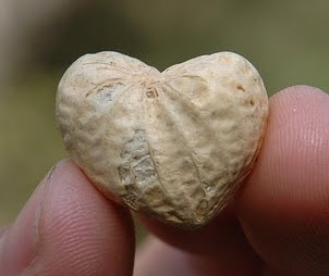 Heart-Shaped Peanut