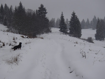 Spacer w Szczawnicy - Cyrhle 774) - Łaźne Skały (773) - Zalazie (733) - Witkula (736) - Szafranówka (742) - Przełęcz pod Szafranwką 