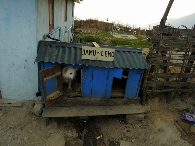 Even dogs live it up at Kalipokhri | Sandakphu - April 2016