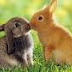 most sensitive way to talk to animals