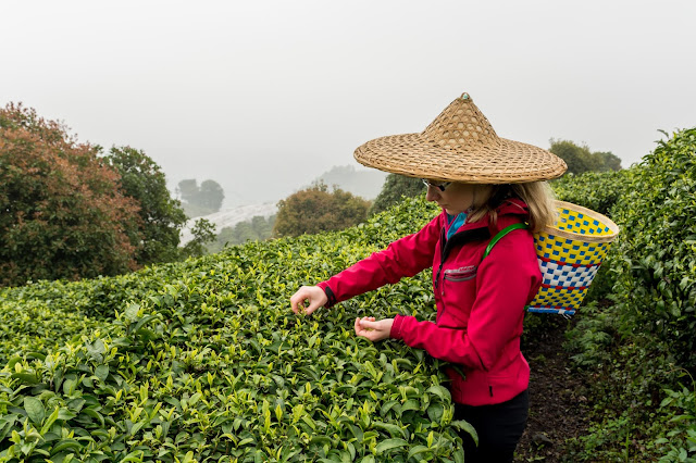 China, Tea, Tea terrace