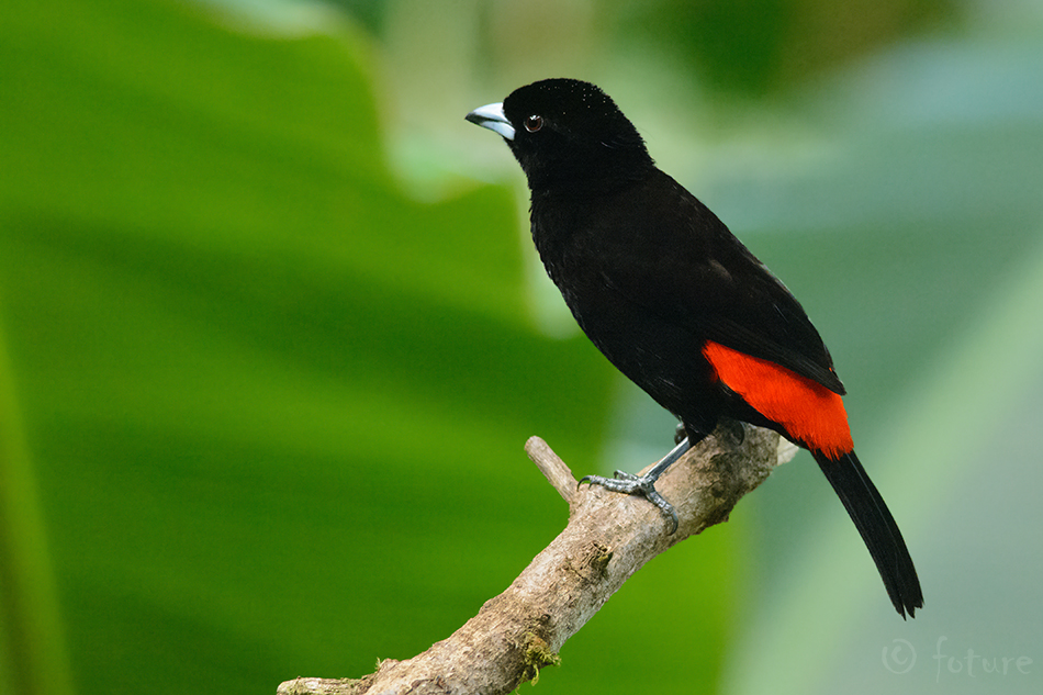 Punaselg-sirk, Ramphocelus passerinii, Passerini's Tanager, tangara