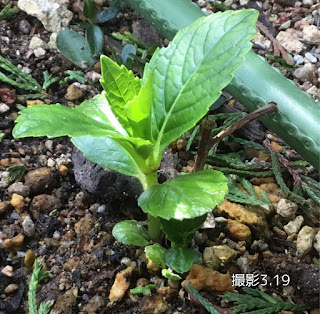 アジサイ　花後の天挿し揷し木も成育したよ。