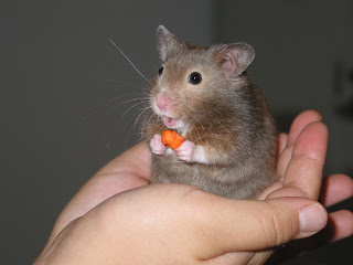 hamster tiernos en una mano