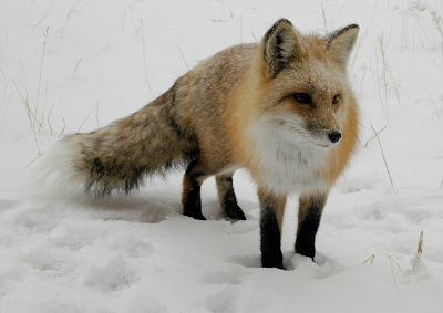 Fox in Snow by Rob Lee from flickr (CC-ND)