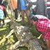 Crocodilo de 5 metros é abatido após devorar menino de 3 anos