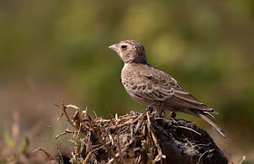a-beautifull-sparrow-imgs