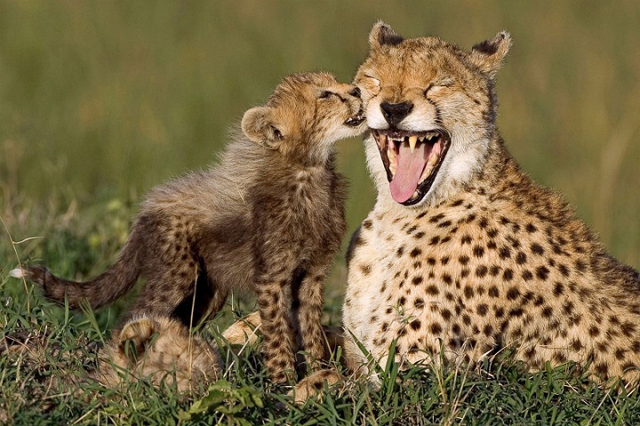 Cheetah Hewan  Buas  yang Menyayangi Anak anaknya Naviri 