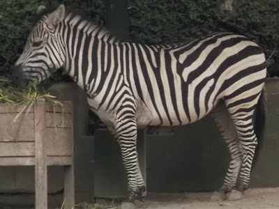 gambar zebra di kebun binatang gembiraloka