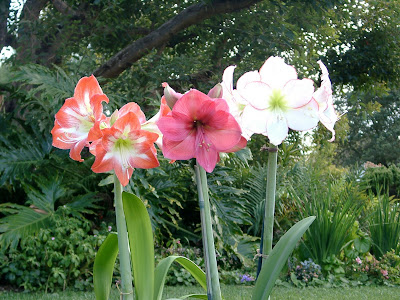 A Calendar for Growing Flowers in Coastal Southern California