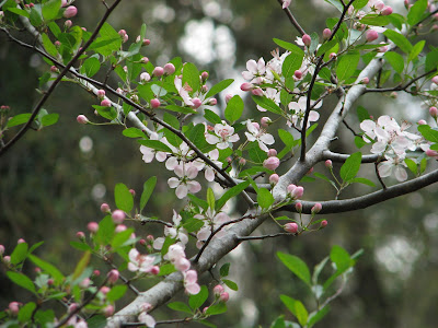 magnolia tree facts. southern magnolia tree facts.