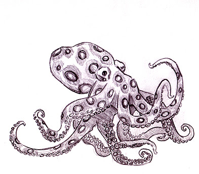 octopus